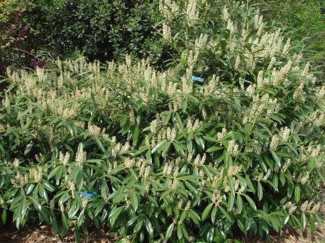 Prunus laurocerasus 'Zabeliana' fleur P1B